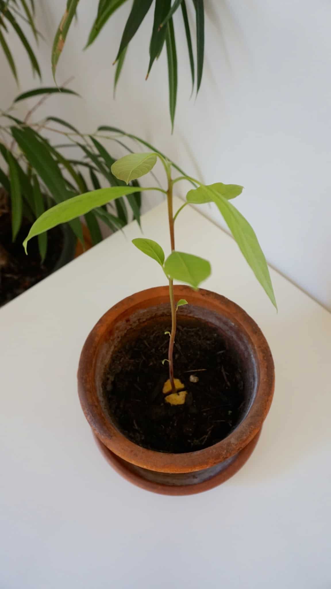 home-sweet-home-diy-how-to-grow-a-avocado-tree_16